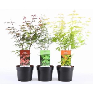 Trzy klonowane rośliny klonu w doniczkach o różnych kolorach liści.