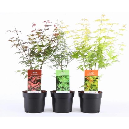 Klon palmowy (Acer Palmatum) don. 15 cm