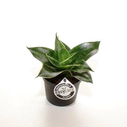 Wężownica Sansevieria trifasc. Green Hahnii 10-15cm don. 9cm