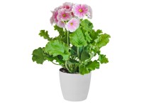 Primula Obconica touch me