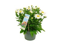 Jastrun (Leucanthemum) Taurus - don. 19 cm