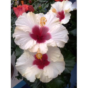Kwitnący hibiskus z dużymi, białymi kwiatami i czerwonym środkiem.