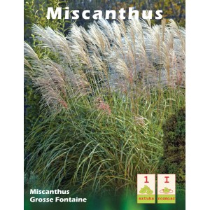 Miskant chiński 'Grosse Fontäne': Ozdobna trawa z dekoracyjnymi srebrnymi kwiatostanami.