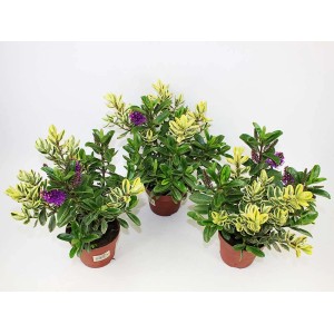 Trzy rośliny Hebe w doniczce z zielono-żółtymi liśćmi i fioletowymi kwiatami.