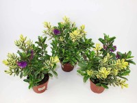 Hebe Twin (Hebe Varieagata leave) - don. 12 cm