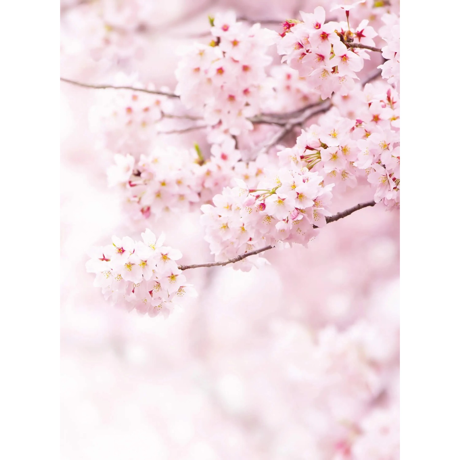 Fototapeta Delicate Flowers 192x260 cm