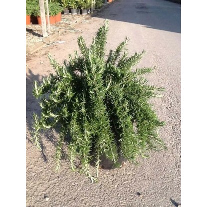 Rozmaryn Prostratus - wys. 20-30 cm