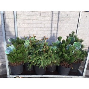 Kilka drzew iglastych t.b.t. w doniczkach na półce.