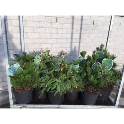 Pinus/ Picea mix wys. 30-50cm don. 26cm