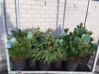 Pinus/ Picea mix wys. 30-50cm don. 26cm