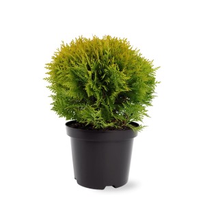 Zielona tuja w doniczce, roślina cyprysowata do ogrodu i na balkon.