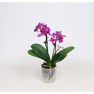 Mała, różowa orchidea w doniczce. Roślina doniczkowa na parapet lub stół.