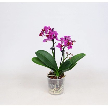 Falenopsis - Ćmówka - Storczyk miniaturowy (Phalaenopsis sp.)