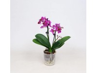 Falenopsis - Ćmówka - Storczyk miniaturowy (Phalaenopsis sp.)