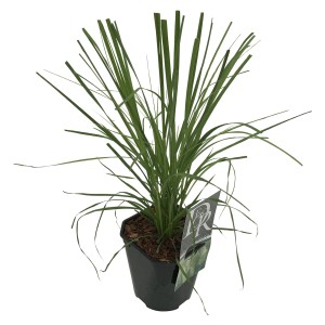 Zielona trawa pampasowa w doniczce.