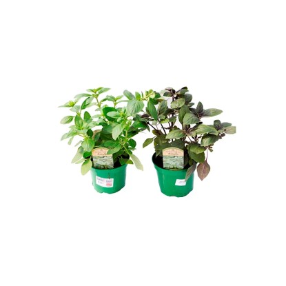 Bazylia Basillicum don.15 cm