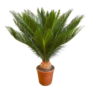 Sagowiec (Cycas revoluta) don. 21 cm