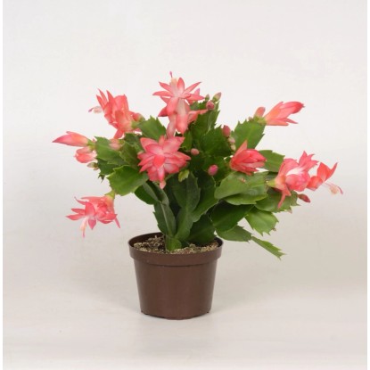 Grudnik (Schlumbergera) mix 18 kwiatów - don. 9 cm