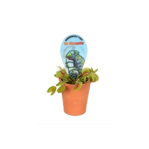 Roślina mięsożerna 'Mr. Mosquito' w doniczce, roślina mięsożerna.