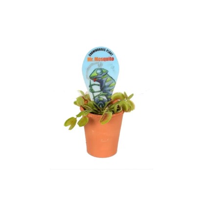 Rośliny owadożerne (Dionaea) - don. 7 cm