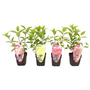 Różnokolorowe magnolie w doniczkach.