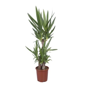 Juka w doniczce, duża roślina doniczkowa z zielonymi liśćmi.