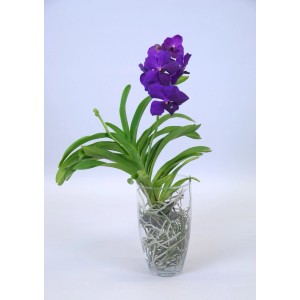 Fioletowa orchidea w szklanym wazonie, elegancka roślina doniczkowa do Twojego domu.