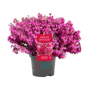 Wrzosiec zimowy 't.b.t.' w doniczce z różowymi kwiatami. Kwitnąca roślina do ogrodu lub na balkon.