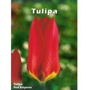 Tulipan (Tulipa) mix - 4 szt.