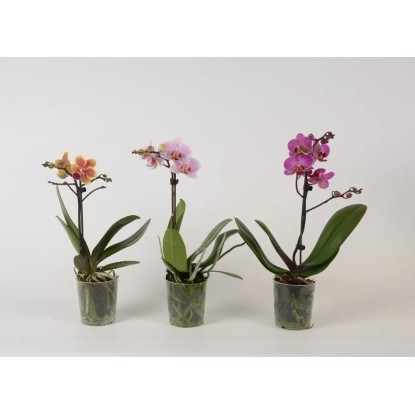 Falenopsis - Ćmówka - Storczyk (Phalaenopsis sp.) 1pęd wys. 35-40cm don. 9cm