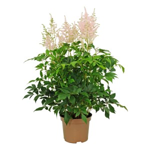 Tawułka (Astilbe) XXL don. 21 cm