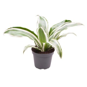 Roślina doniczkowa T.b.t. z zielono-białymi paskowanymi liśćmi w doniczce.