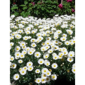 Kwitnąca roślina t.b.t. z białymi kwiatami i żółtym środkiem na rabacie.