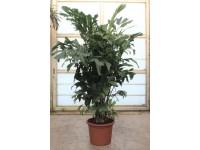 Palma orzechowa (Caryota Mytis) wys. 210 cm don. 45 cm