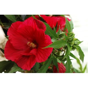Czerwony hibiskus 't.b.t.' jako roślina doniczkowa z zielonymi liśćmi.
