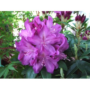 Kwitnąca roślina z fioletowymi kwiatami, kategoria Rośliny kwitnące.