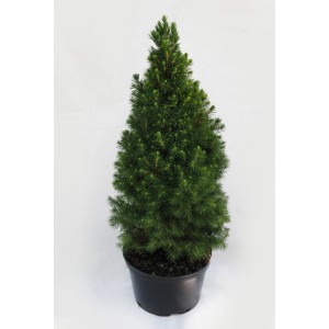 Kompaktowy Świerk w doniczce. Idealny na balkon i do ogrodu.