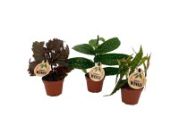 Begonia Wings mini mix don. 6 cm