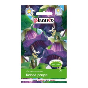 Opakowanie nasion Kobaea scandens (Kobea pnąca) z fioletowymi kwiatami.