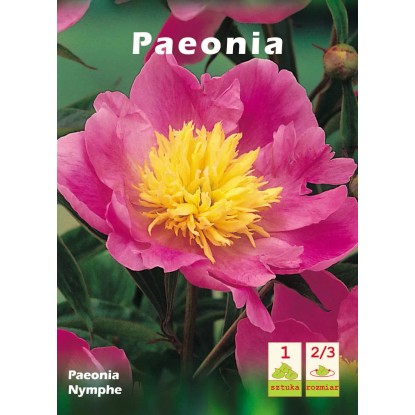 Peonia Nymphe 1szt