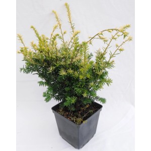 Cis (Taxus) w doniczce z zielonymi i żółtymi igłami.