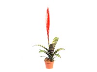 Vriesea Era (Vriesea Bromeliaceae)