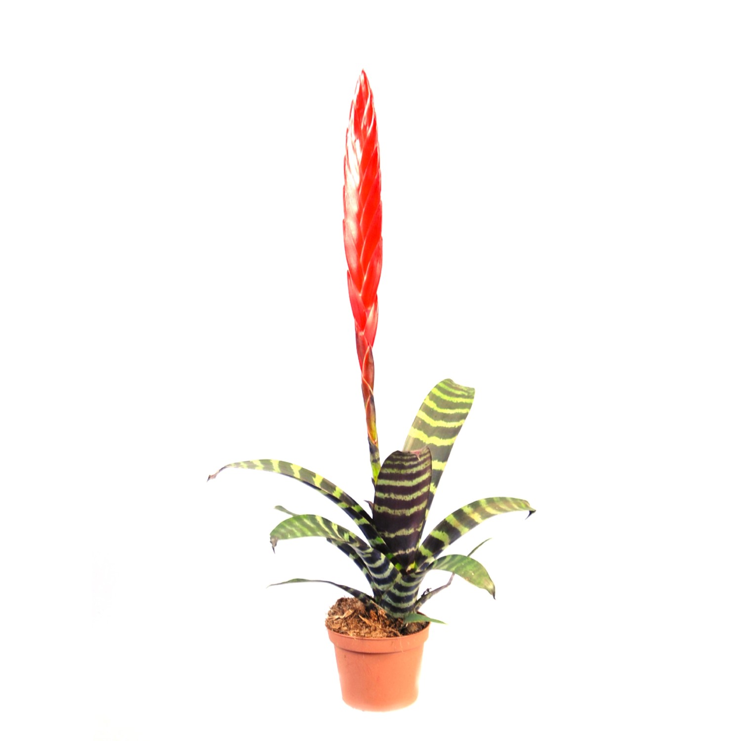 ブロメリア・エアープランツ Vriesea Hybrid Red Vriesea Era (Vriesea Bromeliaceae) kupuj w OBI