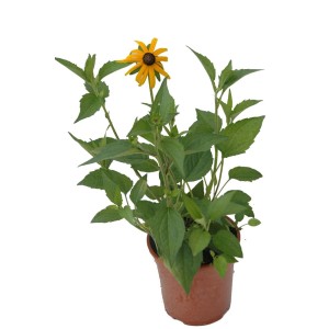 Kwitnąca Rudbeckia w doniczce, żółte płatki i zielone liście.