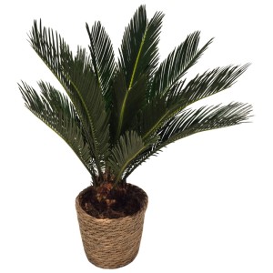 Sagowiec odwinięty w koszu (Cycas revoluta) don. 15 cm