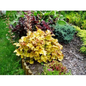 Złotożółta żurawka (t.b.t.) na rabacie, otoczona innymi cieniolubnymi bylinami.