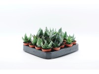4Flower Aloes (Aloe sp.) mix don.5,5cm