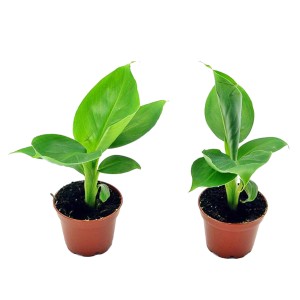 Bananowiec karłowaty - don. 6 cm