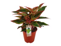 Aglonema (Aglaonema special) - wys. 32 - 37 cm