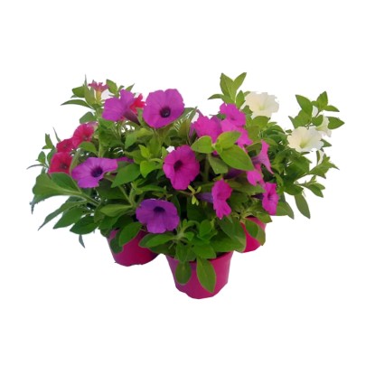 Petunia Supertunia Vista don. 10 cm